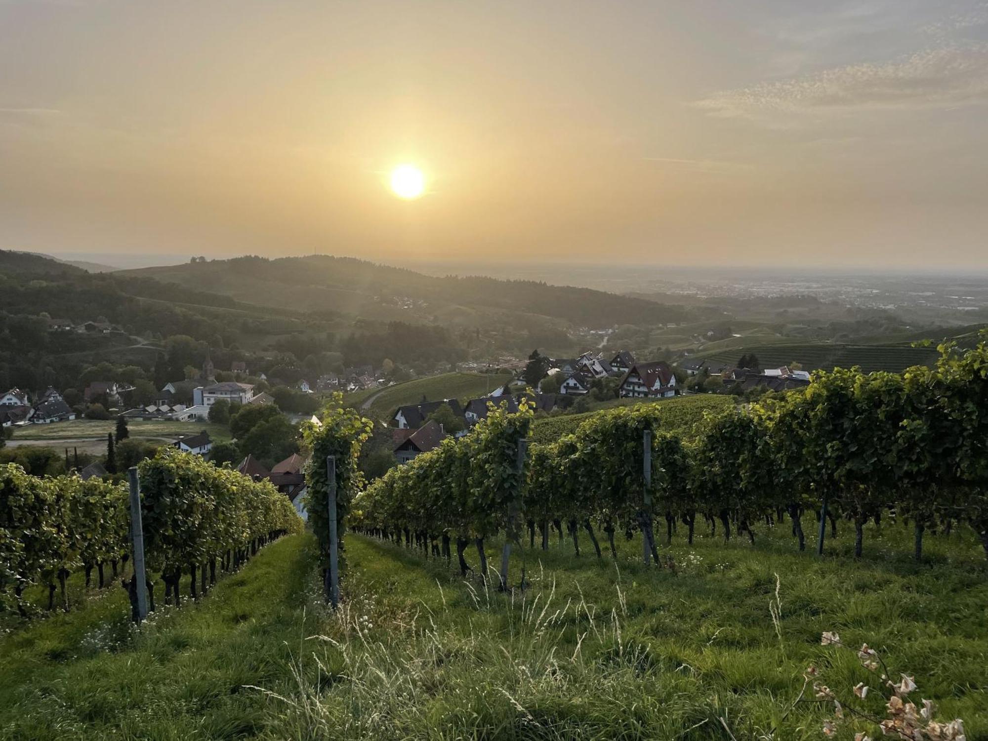 Wanderschoen * Sasbachwalden